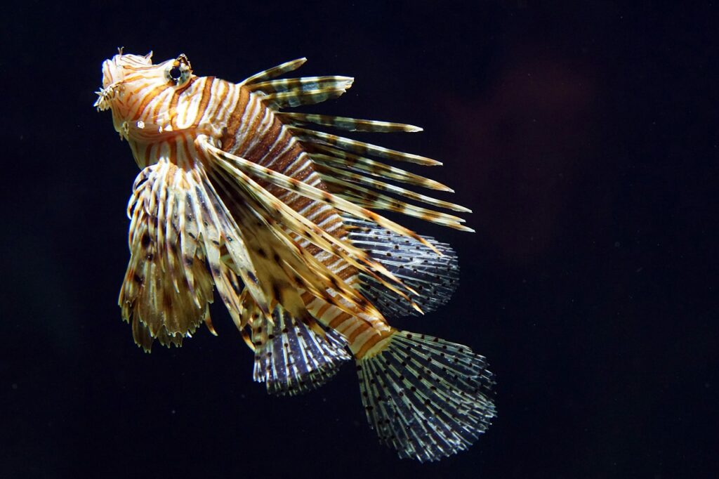 Lionfish image from Pixabay